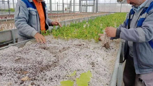 Sincan'da bitkiler budanıyor, seralarda çelik alma ile üretim yapılıyor