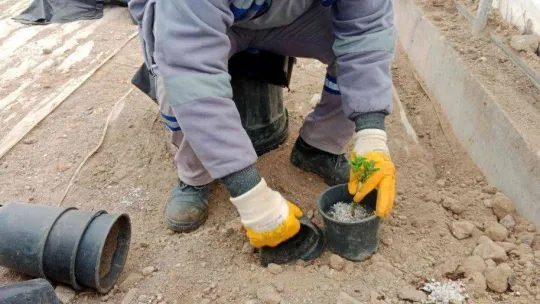 Sincan'da bitkiler budanıyor, seralarda çelik alma ile üretim yapılıyor