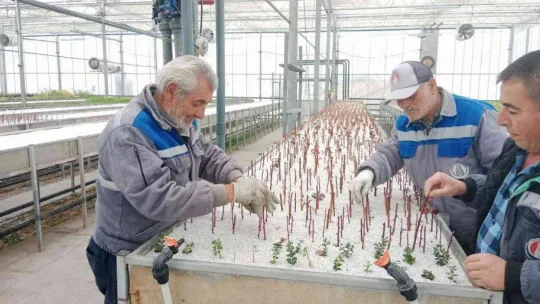 Sincan'da bitkiler budanıyor, seralarda çelik alma ile üretim yapılıyor
