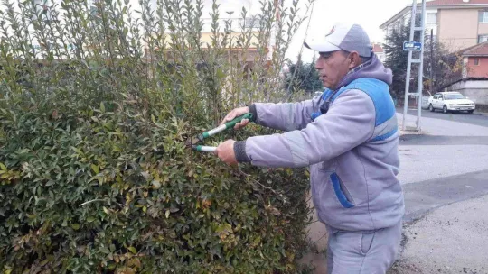 Sincan'da bitkiler budanıyor, seralarda çelik alma ile üretim yapılıyor