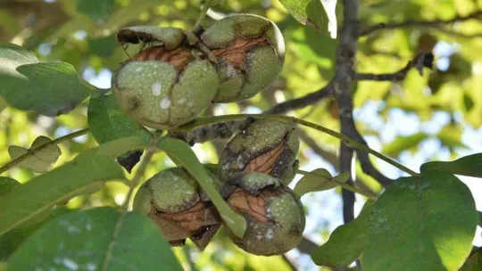 Sındırgı'da ceviz hasadı başladı...Rekolte iki katına çıktı