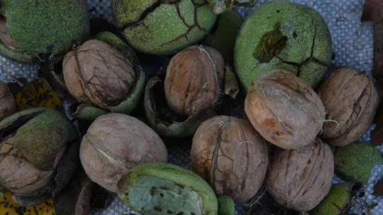 Sındırgı'da ceviz hasadı başladı...Rekolte iki katına çıktı