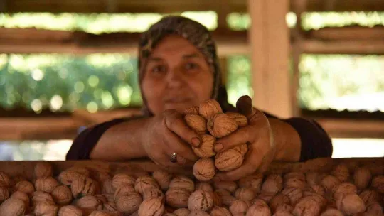 Sındırgı'da ceviz hasadı başladı...Rekolte iki katına çıktı