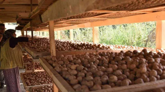 Sındırgı'da ceviz hasadı başladı...Rekolte iki katına çıktı