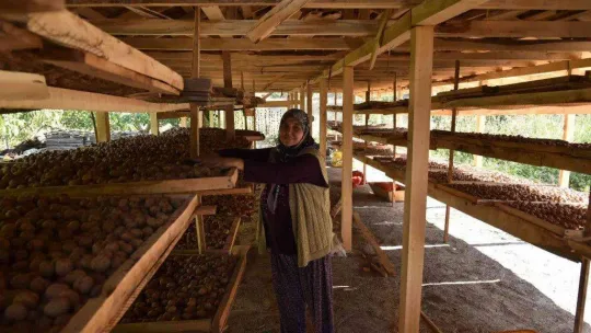 Sındırgı'da ceviz hasadı başladı...Rekolte iki katına çıktı