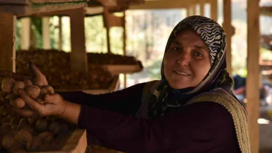 Sındırgı'da ceviz hasadı başladı...Rekolte iki katına çıktı