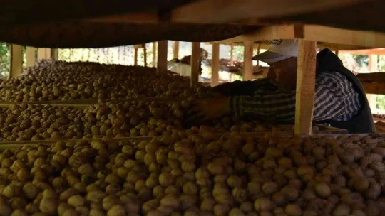 Sındırgı'da ceviz hasadı başladı...Rekolte iki katına çıktı