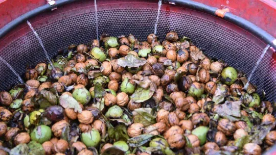 Sındırgı'da ceviz hasadı başladı...Rekolte iki katına çıktı