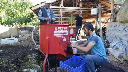 Sındırgı'da ceviz hasadı başladı...Rekolte iki katına çıktı