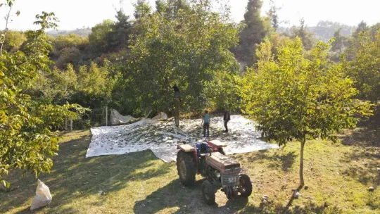 Sındırgı'da ceviz hasadı başladı...Rekolte iki katına çıktı