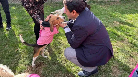 Sinsi hastalıkta köpekler iş başında
