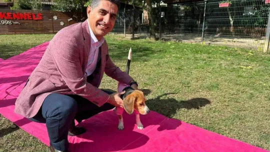Sinsi hastalıkta köpekler iş başında