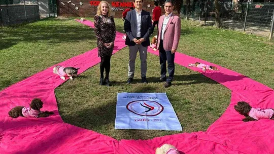 Sinsi hastalıkta köpekler iş başında