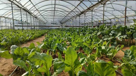 Soğuk havalar geldi, seralarda önlemler alındı