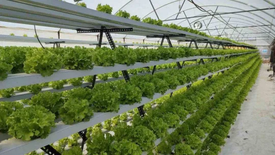 Soğuk havalar geldi, seralarda önlemler alındı