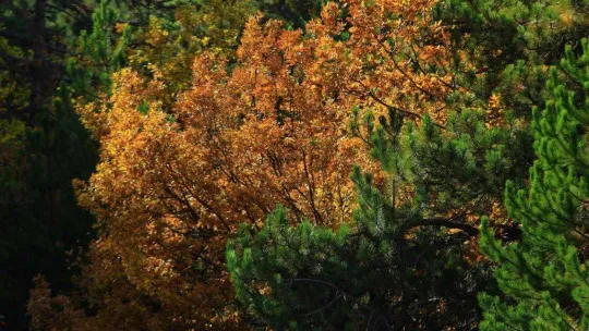 Soğuksu Milli Parkı'nda masalsı sonbahar manzarası