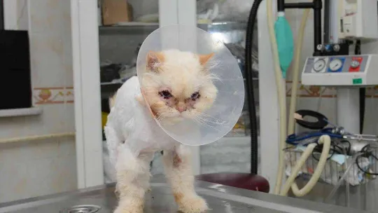 Sokağa terk edilen kedi, estetik operasyonuyla gözlerine kavuştu