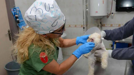 Sokağa terk edilen kedi, estetik operasyonuyla gözlerine kavuştu