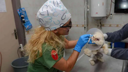 Sokağa terk edilen kedi, estetik operasyonuyla gözlerine kavuştu