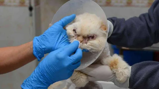 Sokağa terk edilen kedi, estetik operasyonuyla gözlerine kavuştu