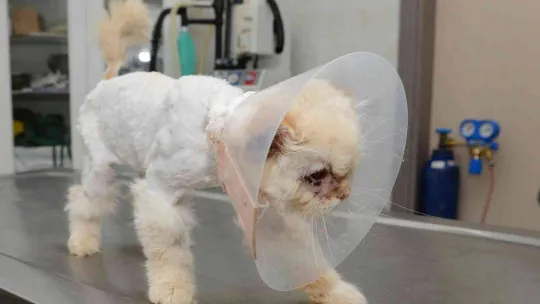 Sokağa terk edilen kedi, estetik operasyonuyla gözlerine kavuştu