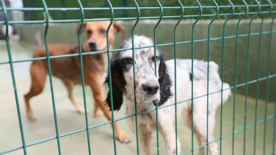 Sokak hayvanları bu merkezde şifa buluyor