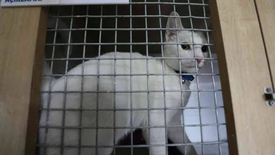 Sokak hayvanları bu merkezde şifa buluyor