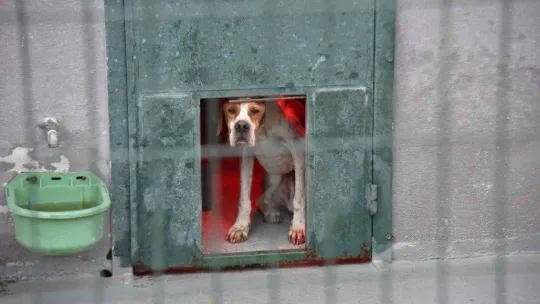 Sokak hayvanları için ısıtıcı kuruldu