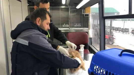 Sokak hayvanları VETBÜS'e emanet