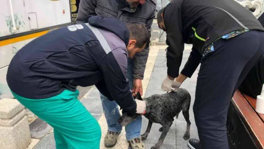 Sokak hayvanları VETBÜS'e emanet