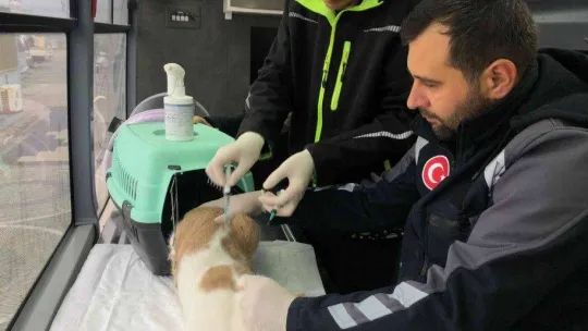 Sokak hayvanları VETBÜS'e emanet