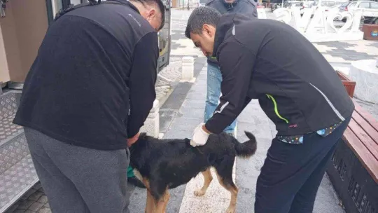 Sokak hayvanları VETBÜS'e emanet