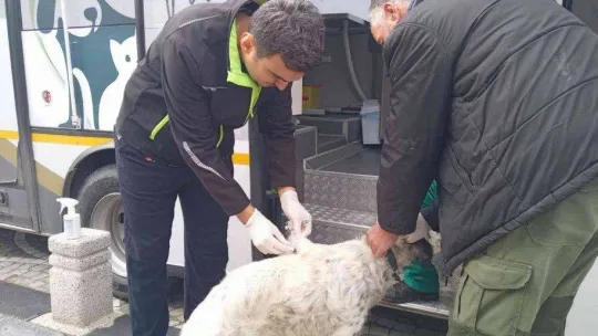 Sokak hayvanları VETBÜS'e emanet