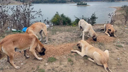 Sokak hayvanlarına destek devam ediyor