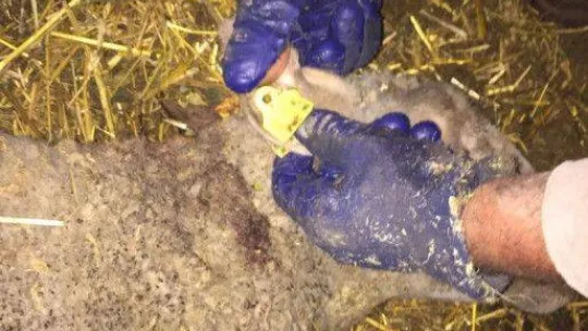 Sokak köpekleri ikinci kez saldırdıkları çiftlikte 5 koyunu telef etti