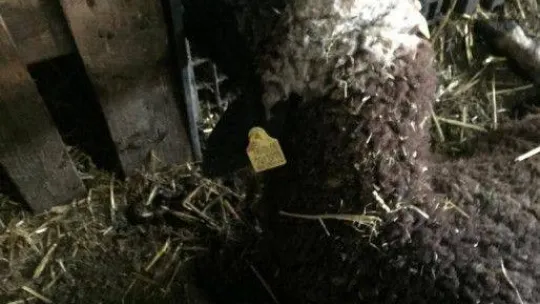 Sokak köpekleri ikinci kez saldırdıkları çiftlikte 5 koyunu telef etti