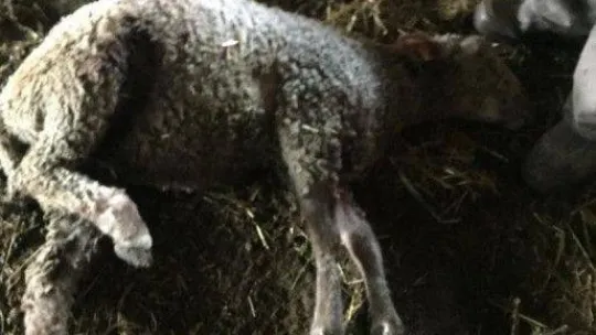 Sokak köpekleri ikinci kez saldırdıkları çiftlikte 5 koyunu telef etti