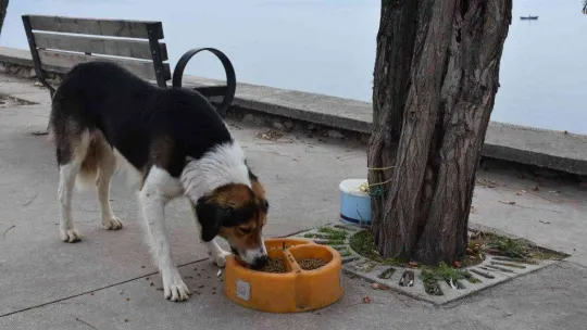 Sokaktaki canlar mamaya kolayca ulaşıyor