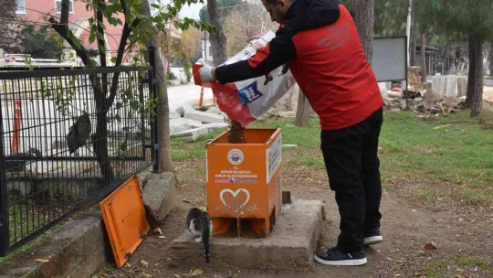 Sokaktaki canlar mamaya kolayca ulaşıyor