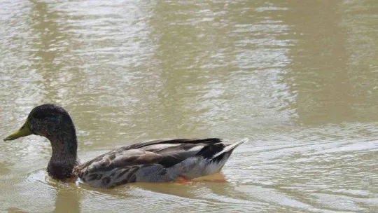 Son yağışlar Tunca Nehri'ne can suyu oldu