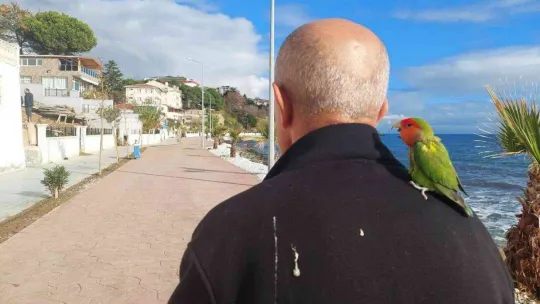 Stresli papağanı kendine yoldaş edindi, her yere omzunda götürüyor