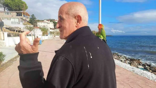 Stresli papağanı kendine yoldaş edindi, her yere omzunda götürüyor