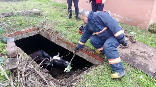 Su dolu çukura düşen inek, lahanayla kurtarıldı