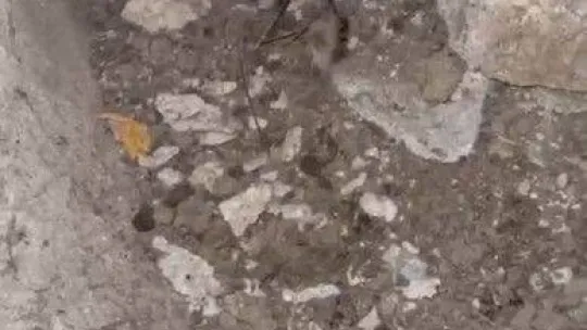 Su kanalına düşen kuzu için yolu kazdılar