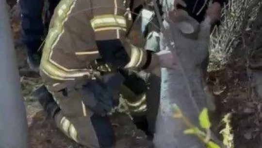 Su kanalına düşen kuzu için yolu kazdılar