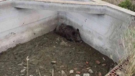 Sulama havuzuna düşen hayvan kurtarıldı