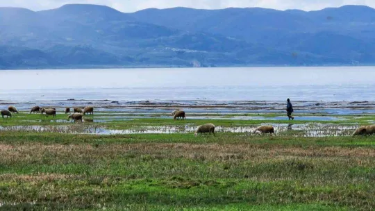 Suları çekilen İznik Gölü'nde artık koyunlar otluyor