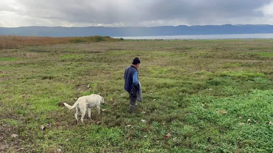 Suları çekilen İznik Gölü'nde artık koyunlar otluyor