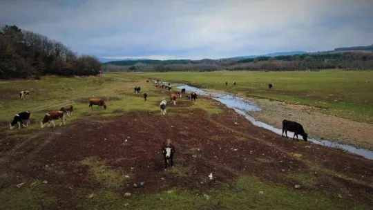 Suların çekildiği Ömerli Baraj'ında artık büyükbaş hayvanlar otlatılıyor