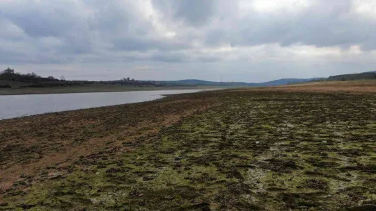 Suların çekildiği Ömerli Baraj'ında artık büyükbaş hayvanlar otlatılıyor